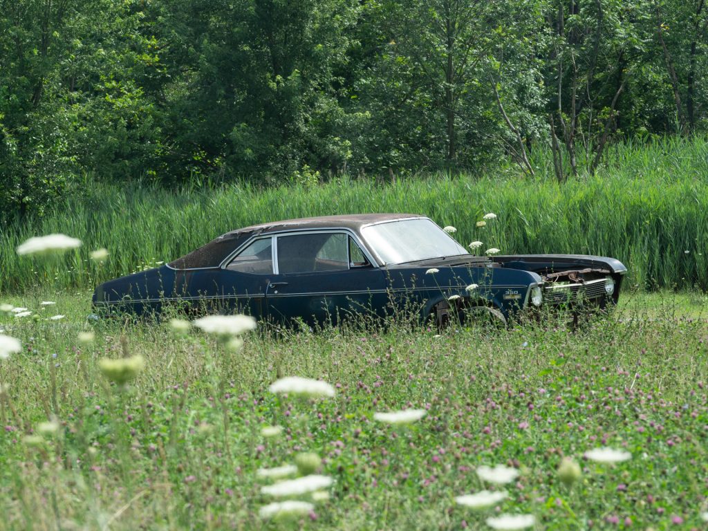 Photo of Nova in a field of flowers